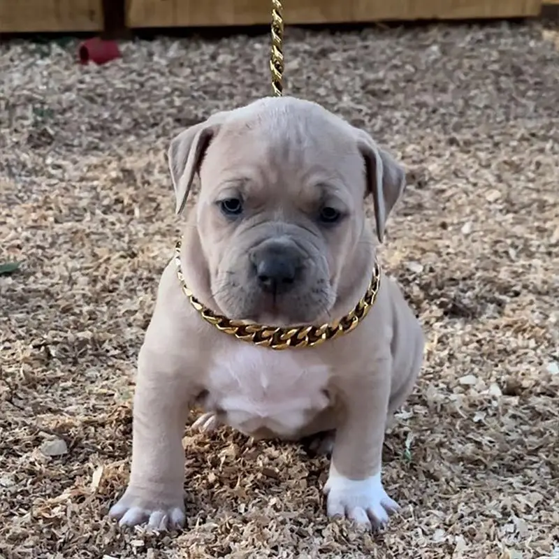 chiot-american-bully