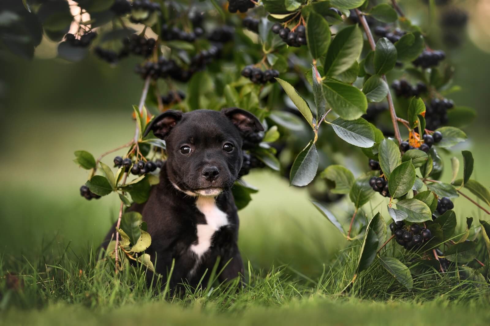 Chiot staffie chez the hounds farm, elevage professionnel en Dordogne Périgord