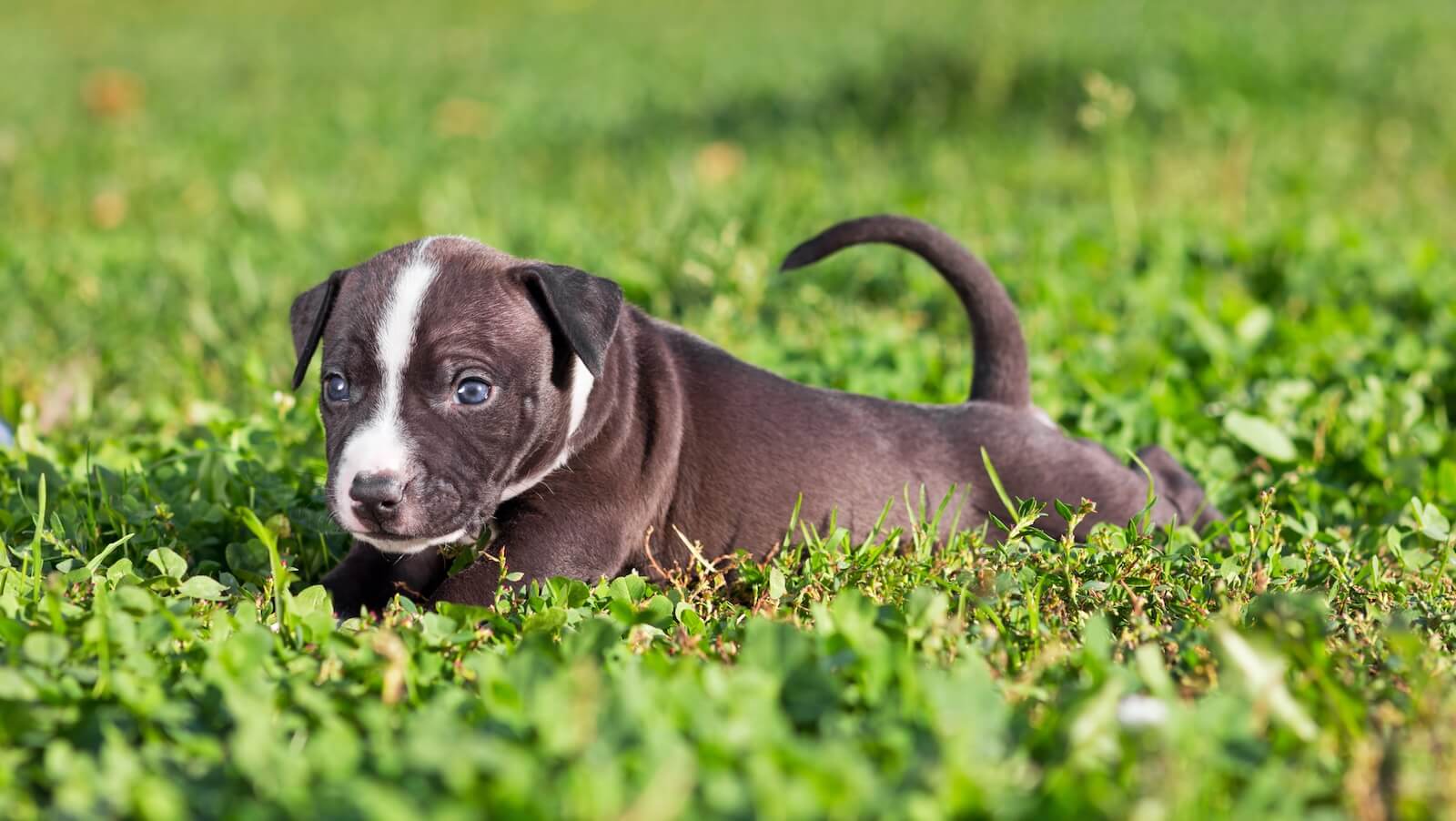 Elevage chiot staffie 