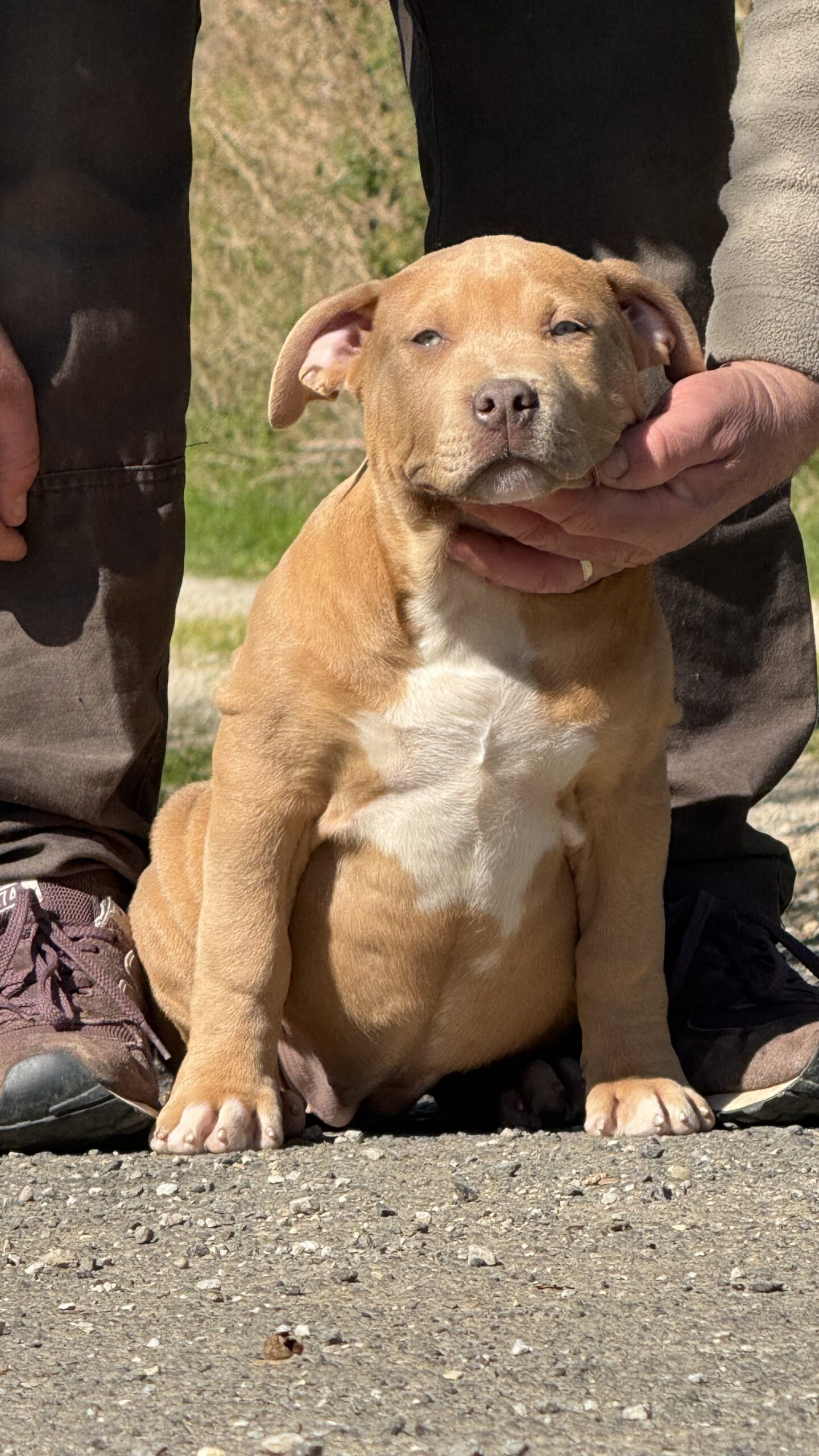 Merida fEMELLE BULLY
