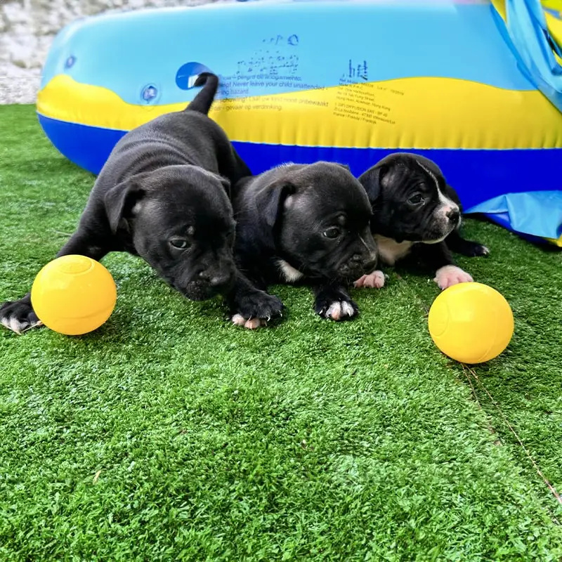 Elevage staffie et bully dordogne