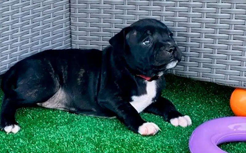 staffie Elevage chiot staffie
