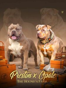 Preston et opale