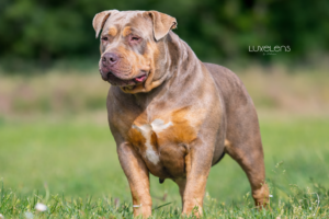 Opale Opale Bully xl