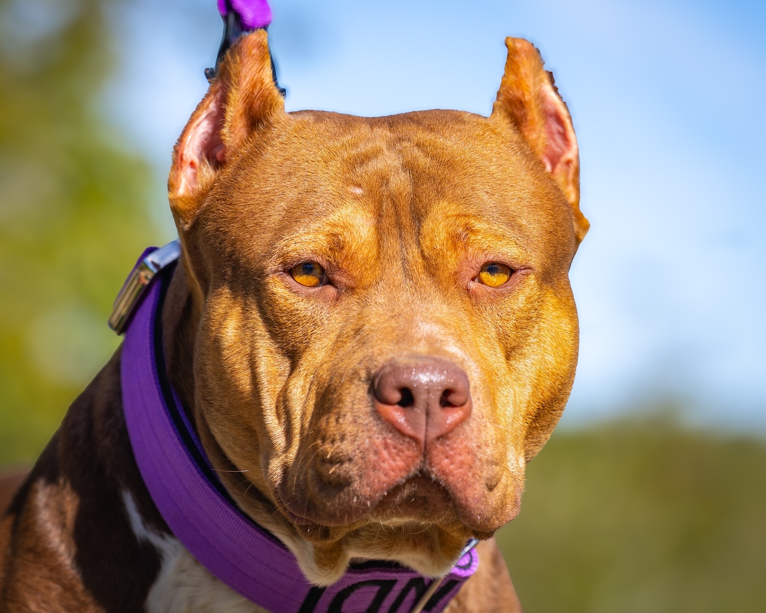 Bugatti American bully Bugatti