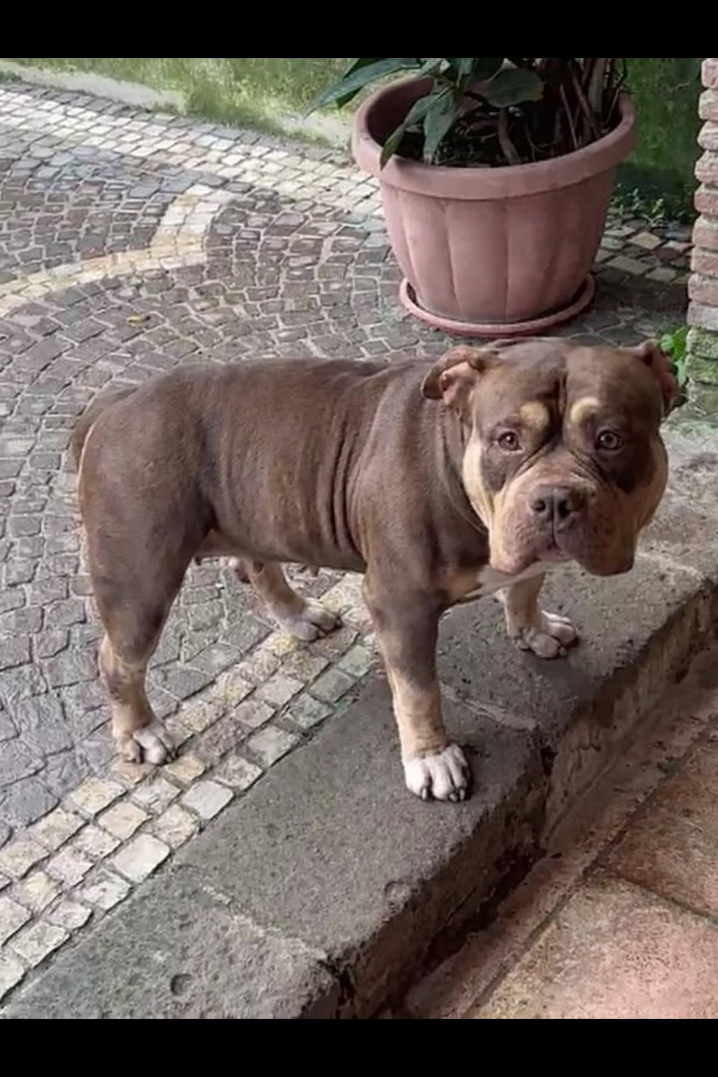 gipsey Chienne American bully gipsey
