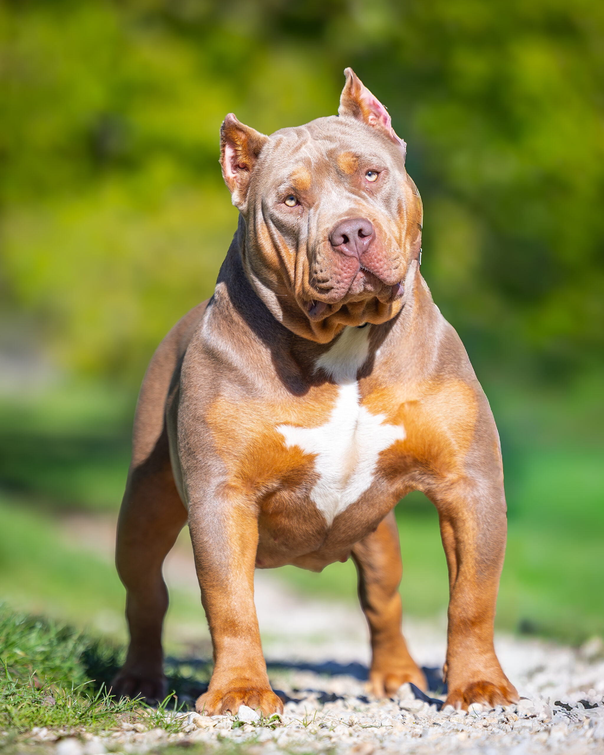 Rita Rita, femelle American Bully