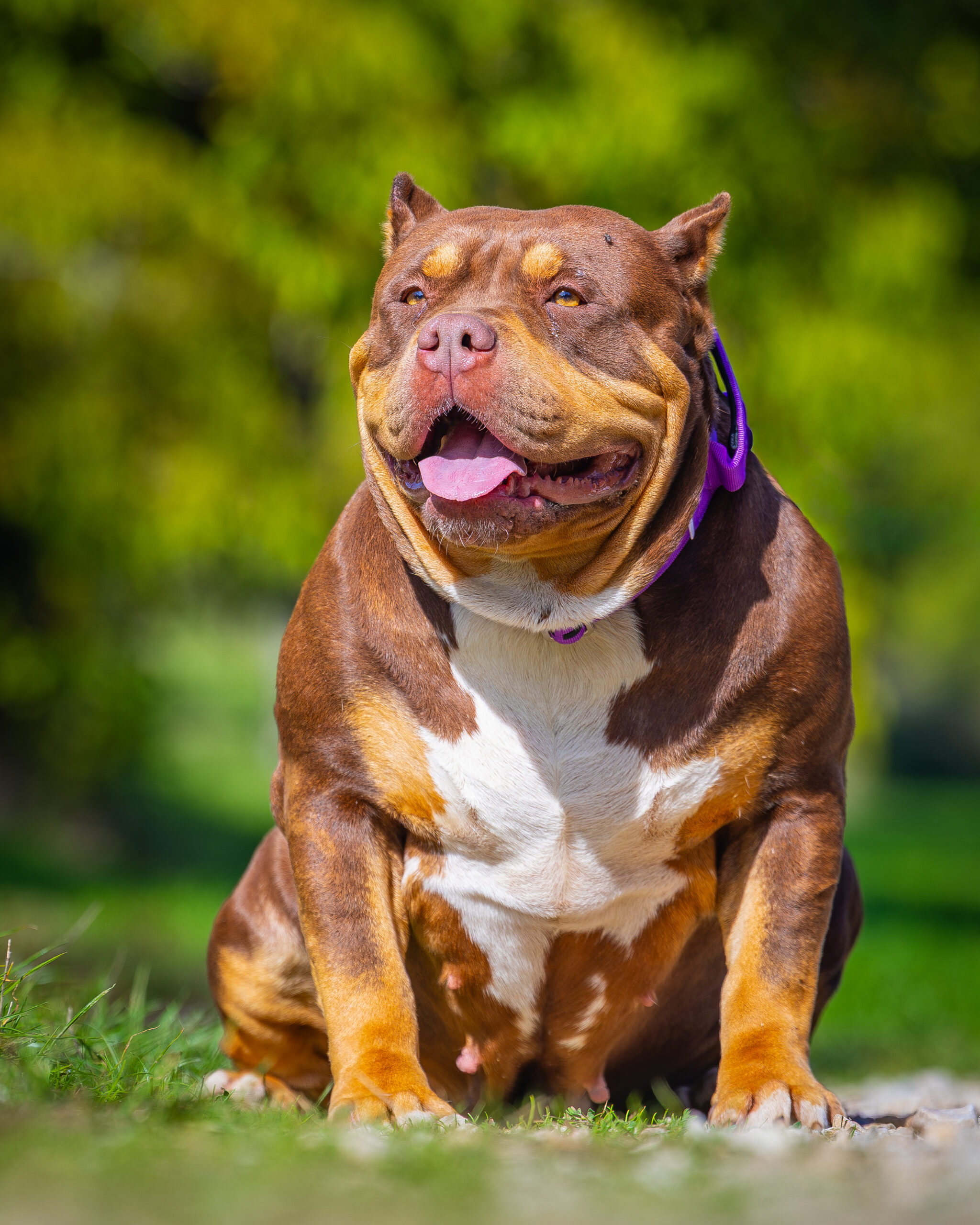 Fendi Fendi, femelle american bully