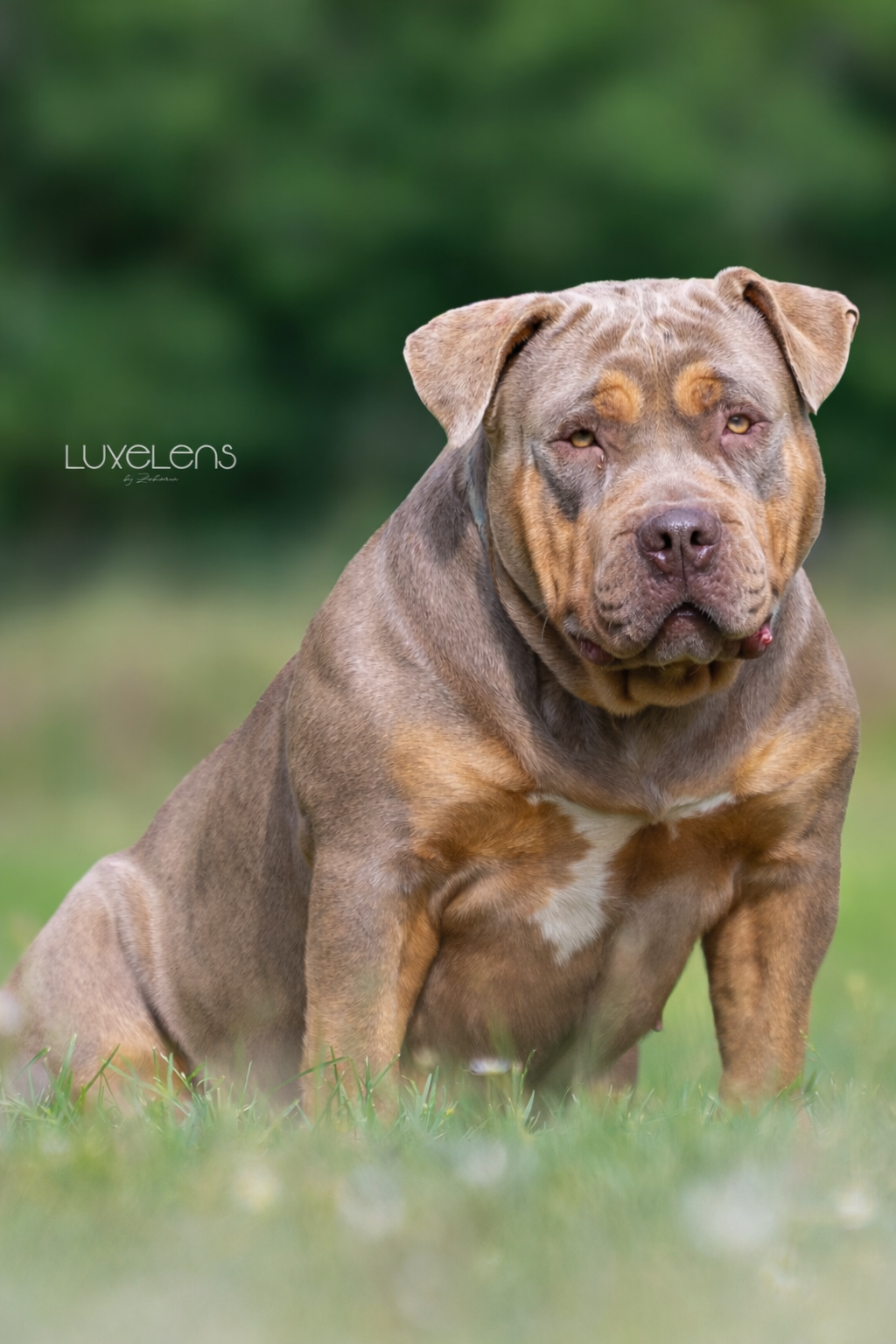 opale Opale, american bully XL