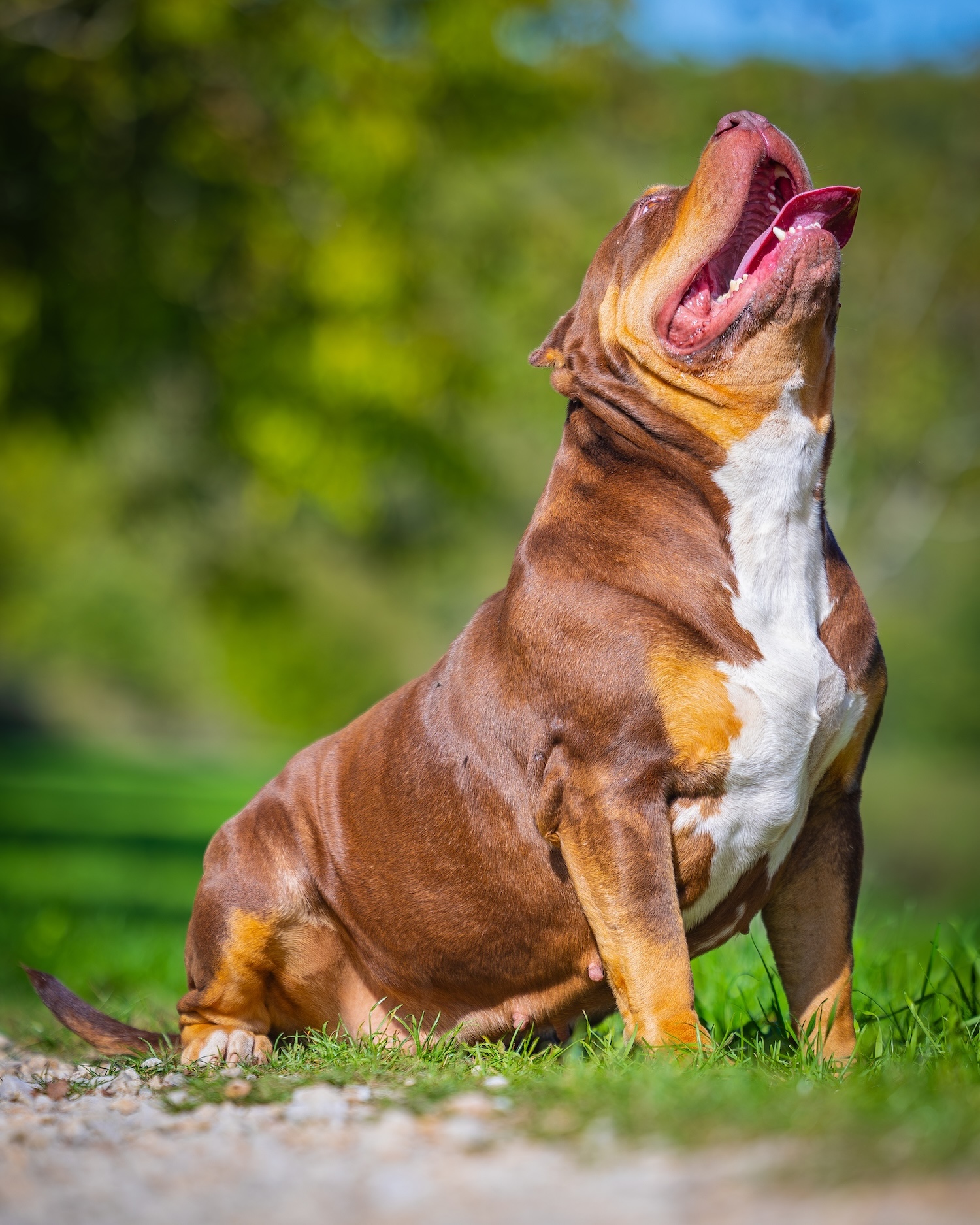 Fendi Femelle reproductrice american bully fendi