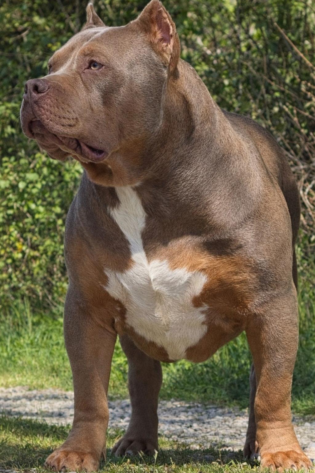 autre-photo-hesmes-junior American bully XL reproducteur Hermès