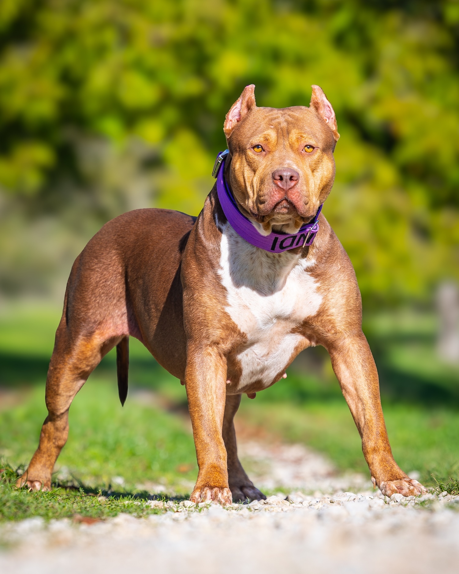 autre-photo-bugatti Bugatti, femelle American Bully