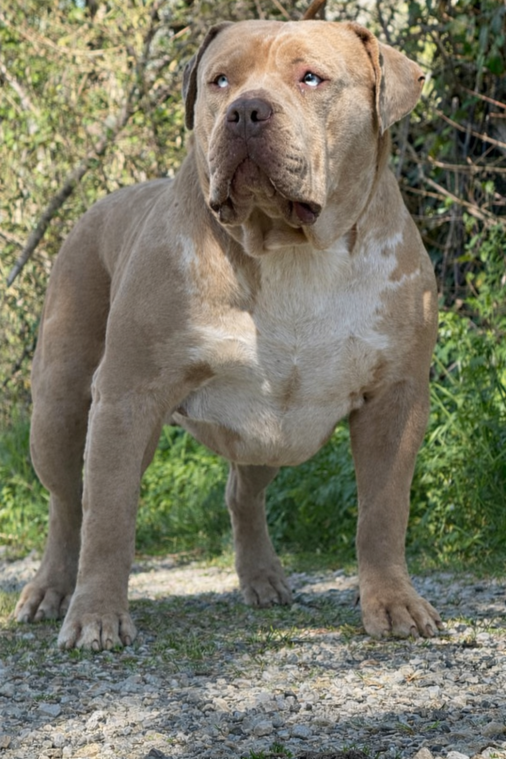 Goliath Goliath, chien reproducteur american bully