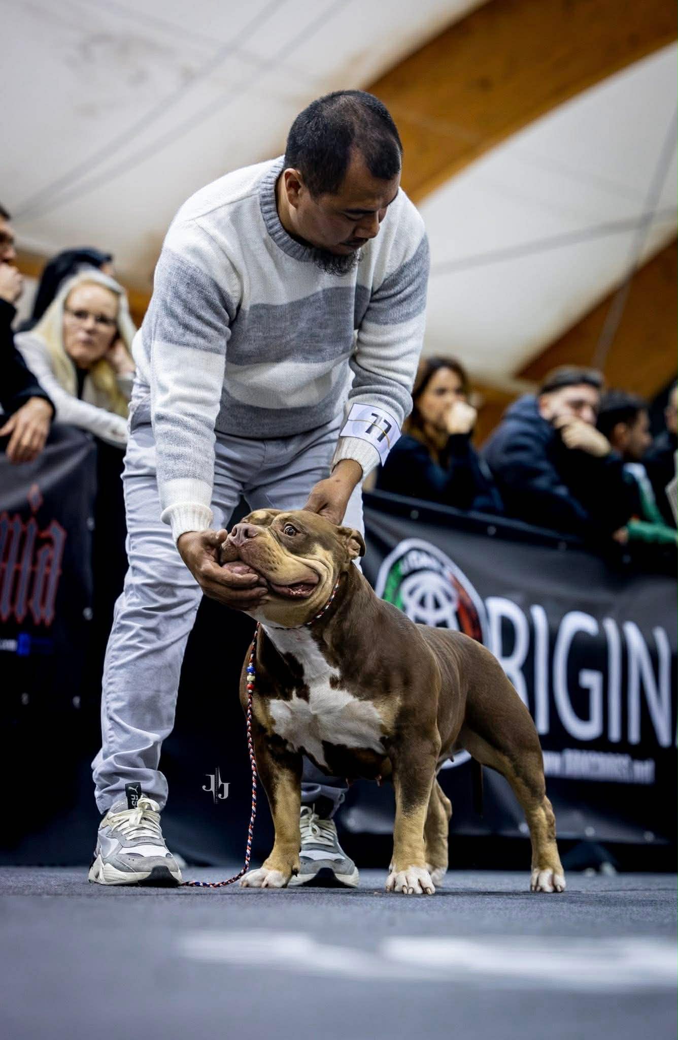 Gipsey-standard American bully standard