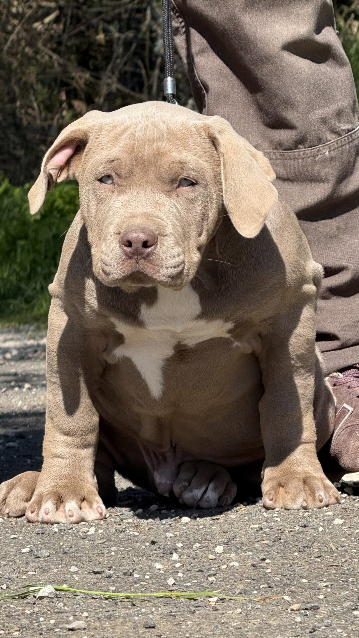ryder Chiot Ryder