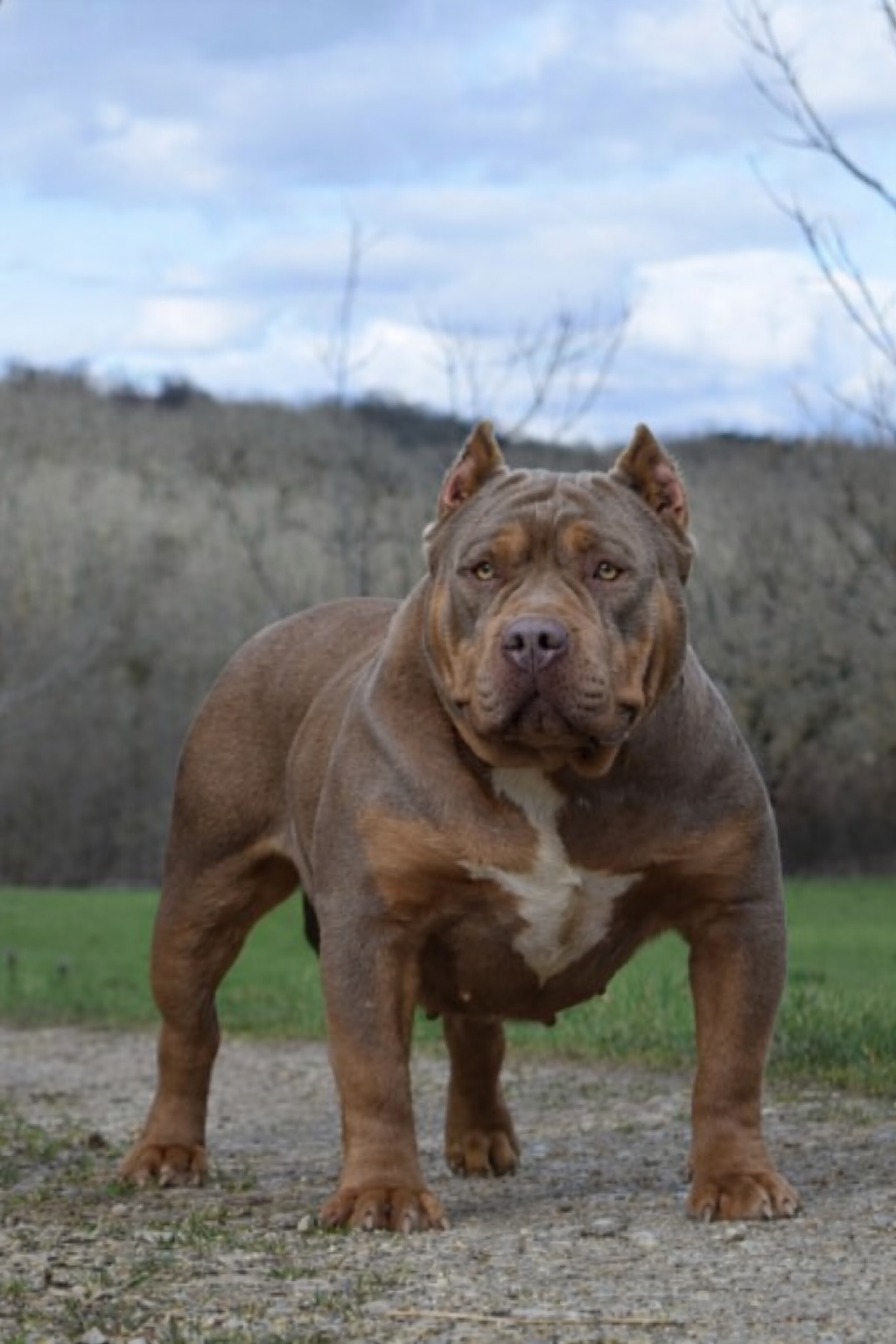 autrephoto-rita Femelle XL American bully reproductrice Rita