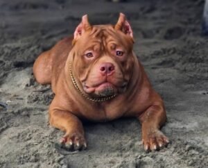 prima-rose-bully Bully Stands elevage the hounds farm, Prima Rose