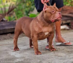 prima-rose-bully-standard prima rose, bully standard